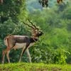 Blackbuck