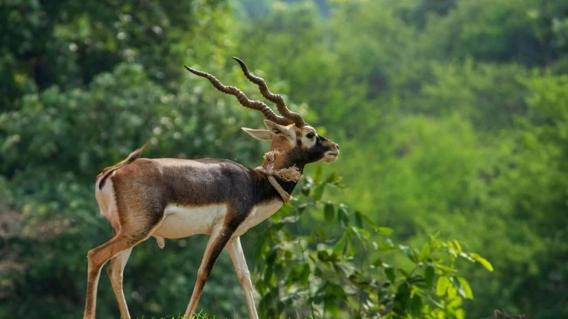 Blackbuck Blackbuck