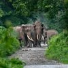 Elephant, Elephants
