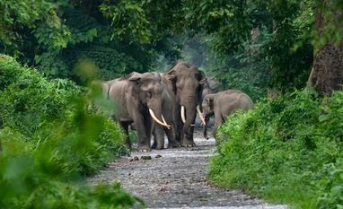 Seven elephants dead in MP's Bandhavgarh tiger reserve, probe ordered Elephant, Elephants