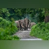 Elephant, Elephants Elephant, Elephants