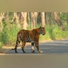 Act of 'revenge': Three nabbed for 'poisoning' tigress, 4 cubs in Karnataka