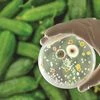 E. Coli
