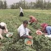 agriculture, farming