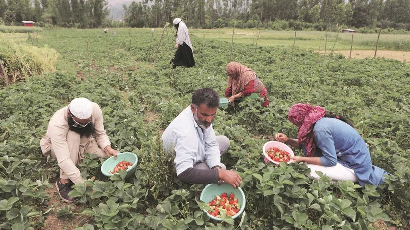 agriculture, farming agriculture, farming