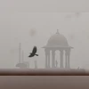 Fog, New Delhi Fog Fog, New Delhi Fog