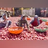 Maha onion farmers seek procurement from APMCs instead of 'corrupt' FPOs onion, onions