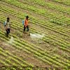 Farmers, Farmer, agriculture