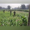 Assam Rifles destroys 354 acres of illegal poppy cultivation in 2024 Illegal Poppy Cultivation