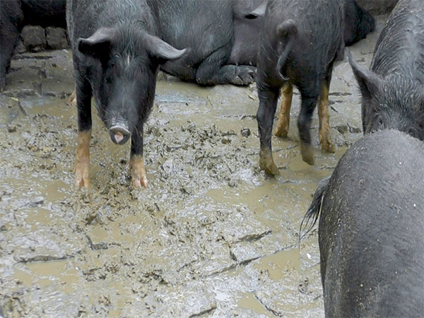 Tennis player James Blake