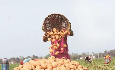 Potato supply ban sparks political tensions, price hikes in states potato