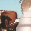 India leads global milk production, aims for 300 mn MT in next 5 years