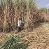 The oil marketing companies (OMCs) in their second tender for supply of 0.88 billion litres of ethanol in 2024-25 supply year have for the first time said that preference would be given to ethanol produced from cooperative sugar factories, officials