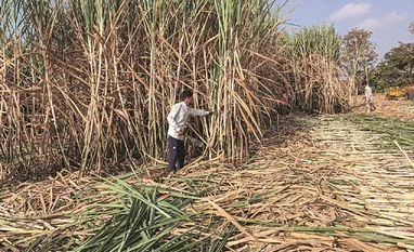 The oil marketing companies (OMCs) in their second tender for supply of 0.88 billion litres of ethanol in 2024-25 supply year have for the first time said that preference would be given to ethanol produced from cooperative sugar factories, officials The oil marketing companies (OMCs) in their second tender for supply of 0.88 billion litres of ethanol in 2024-25 supply year have for the first time said that preference would be given to ethanol produced from cooperative sugar factories, officials