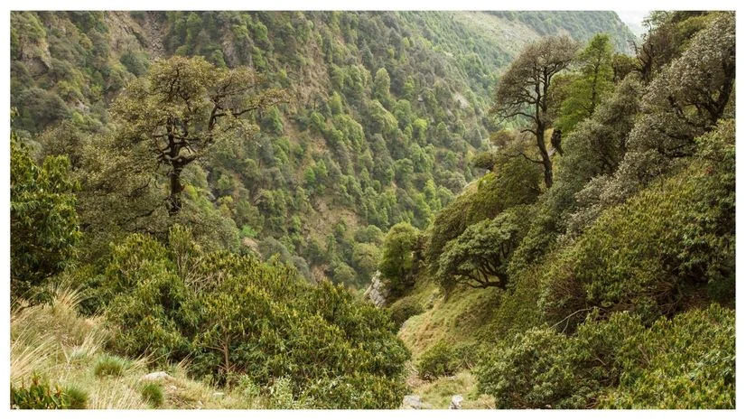 NBWL clears over 30 defence projects in protected areas across states | India News - Business Standard