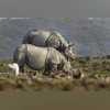 Nepal's Rhino census becomes uncertain with suspension of USAID funding Rhinoceros