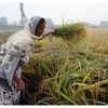 Centre considers lifting 3-year ban on trade in some crop futures