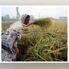 Crop, farming, woman farmer