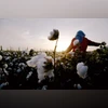 India's cotton imports to double as output falls short, says trade body cotton, China, textile industry