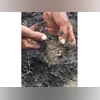 Soil, farmer mud