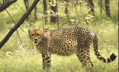 Project Cheetah: New big cats expected by year-end, talks underway Cheetah Kuno