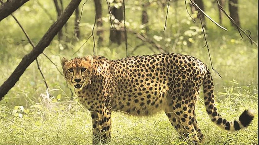 Cheetah Kuno Cheetah Kuno