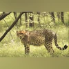 Cheetah reintroduction plan to be expanded to Gujarat, MP's Gandhisagar: PM Cheetah Kuno