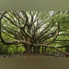 banyan tree Banyan tree (Photo/Unsplash)