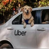 uber, uber pets