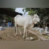 Ongole cattle in India
