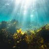 India's seaweed industry to hit Rs 3,277 cr in 10 years, needs policy push