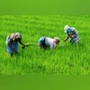 Farmers, Farmer, agriculture, Paddy Farmers, Farmer, agriculture, Paddy