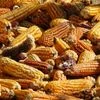 Mexican corn, Mexico, Mexico GM corn