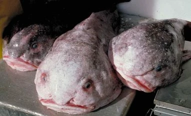 blobfish blobfish
