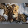 Mufasa: The Lion King released on OTT today - when and where to watch