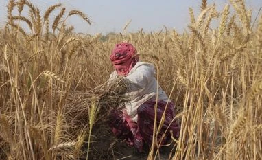 wheat crop, Farmers, Farmer, agriculture wheat crop, Farmers, Farmer, agriculture