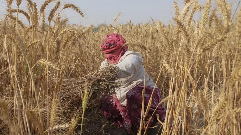 wheat crop, Farmers, Farmer, agriculture wheat crop, Farmers, Farmer, agriculture