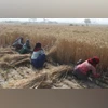 wheat crop, Farmers, Farmer, agriculture wheat crop, Farmers, Farmer, agriculture