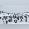 penguins penguins