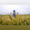 Farmers, Farmer, agriculture, wheat crop, crop
