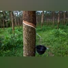 rubber producers, rubber industry, rubber