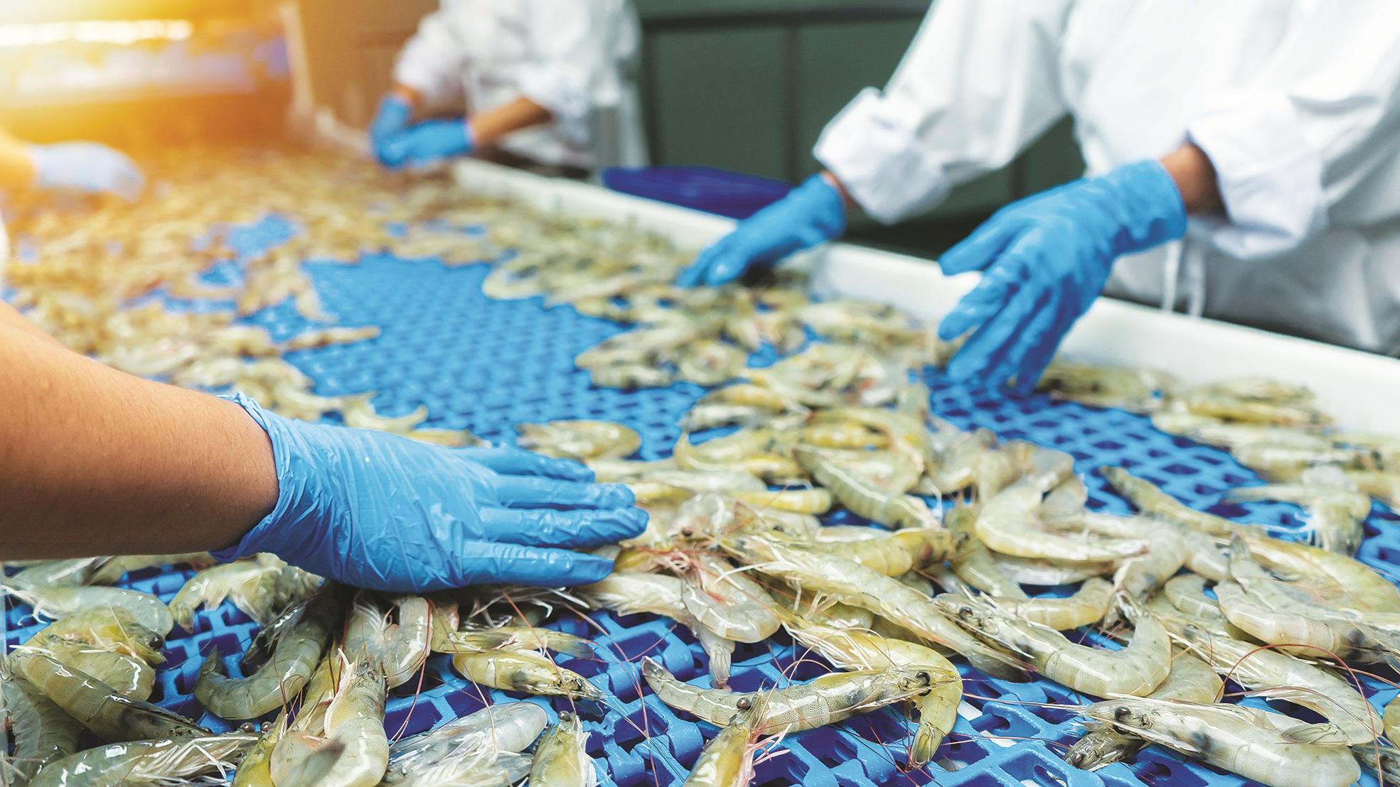 India expands seafood markets beyond US amid tariff hike; shrimp up 18%