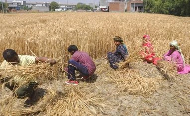 Wheat Crop, Farmers, Farmer, agriculture Wheat Crop, Farmers, Farmer, agriculture