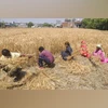 Wheat Crop, Farmers, Farmer, agriculture Wheat Crop, Farmers, Farmer, agriculture