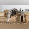 Wheat production intact; unlikely to be hit by weather challenges: Agri Min wheat crop, Farmers, Farmer, agriculture, Wheat