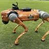IPL 2025: How a robotic dog camera revolutionised cricket broadcasts