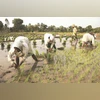 CPI base year revision for agri and rural workers may push up minimum wages