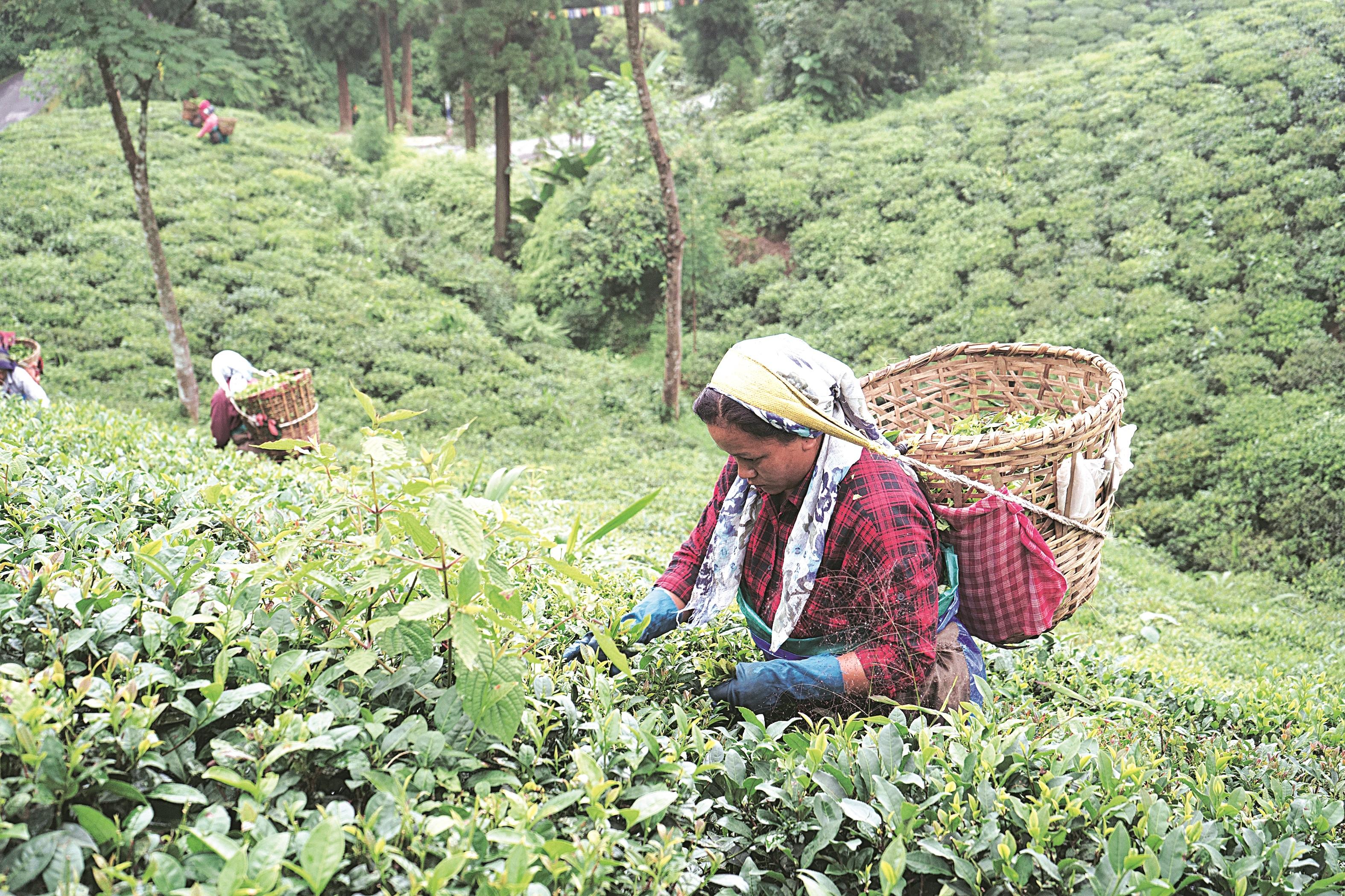 Darjeeling tea woes deepen, pushing industry to an existential crisis