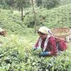 Jay Shree Tea, Darjeeling tea, Darjeeling tea gardens, tea estates, Tea Exports