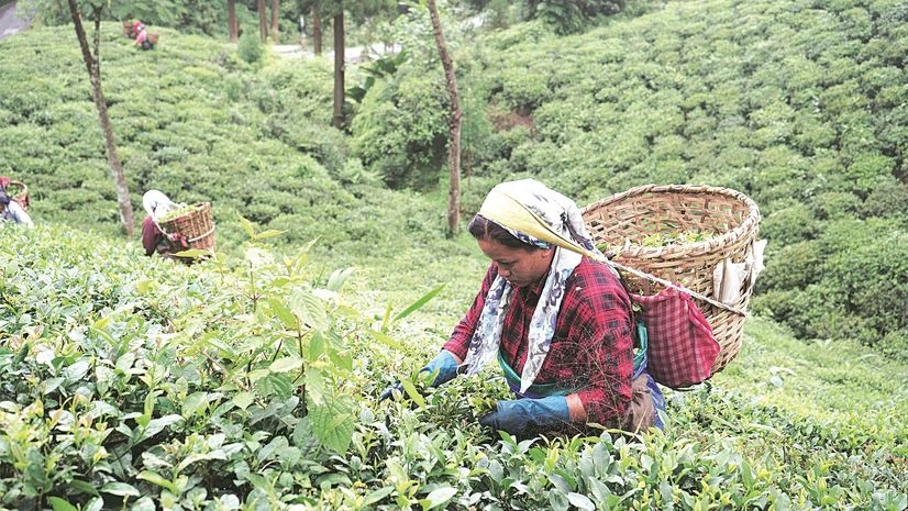 Jay Shree Tea, Darjeeling tea, Darjeeling tea gardens, tea estates, Tea Exports Jay Shree Tea, Darjeeling tea, Darjeeling tea gardens, tea estates, Tea Exports